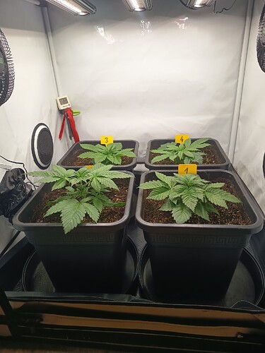 Growreport Bild 2