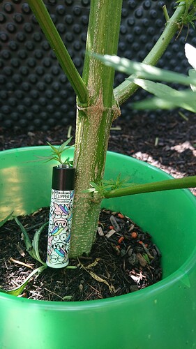 Growreport Bild 84