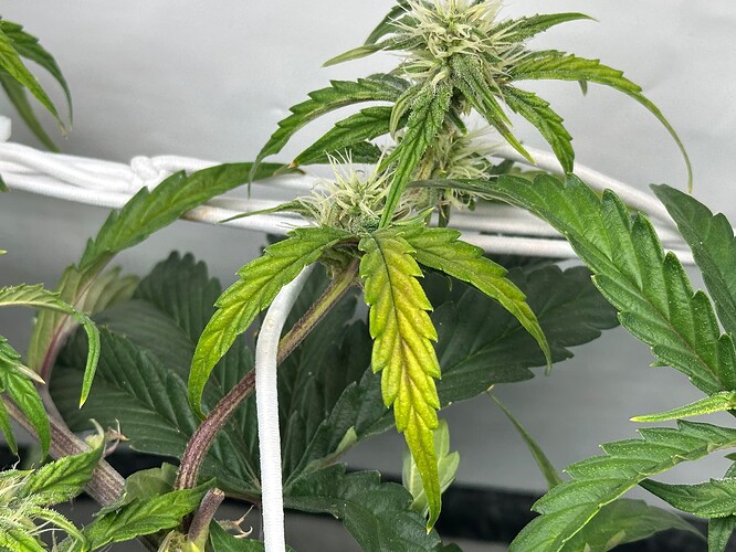 Growreport Bild 2