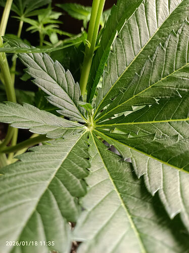 Growreport Bild 28