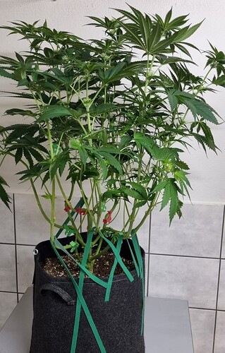 Growreport Bild 11