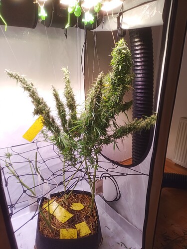 Growreport Bild 1