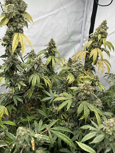 Growreport Bild 4