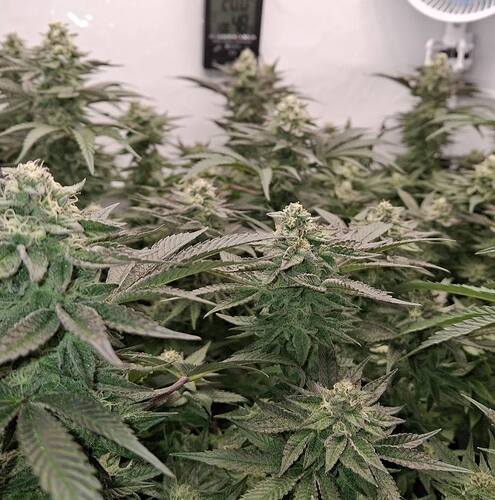 476835791_122167526486293599_1957061994865503244_n