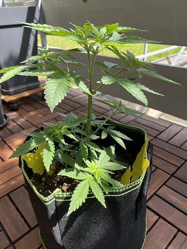 Growreport Bild 3