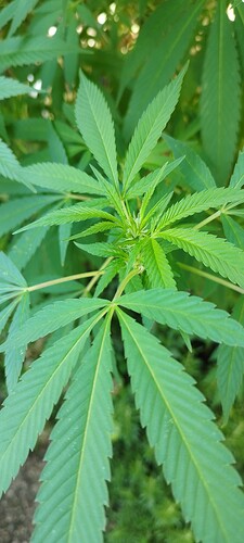 Growreport Bild 8