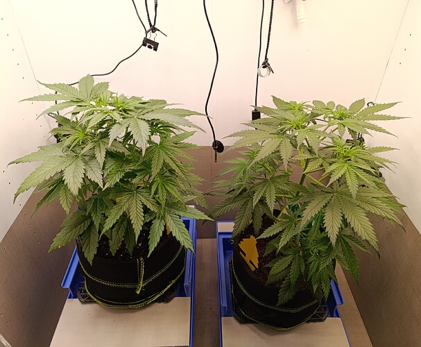 Growreport Bild 16