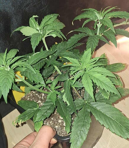 Growreport Bild 2