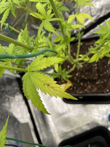 Growreport Bild 2