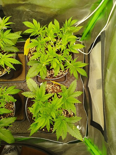 Growreport Bild 12