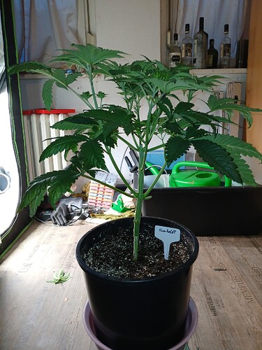 Growreport Bild 27