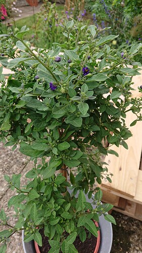 Growreport Bild 7
