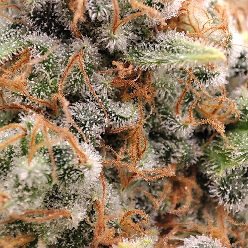 Growreport Bild 94