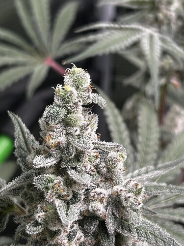 Growreport Bild 19