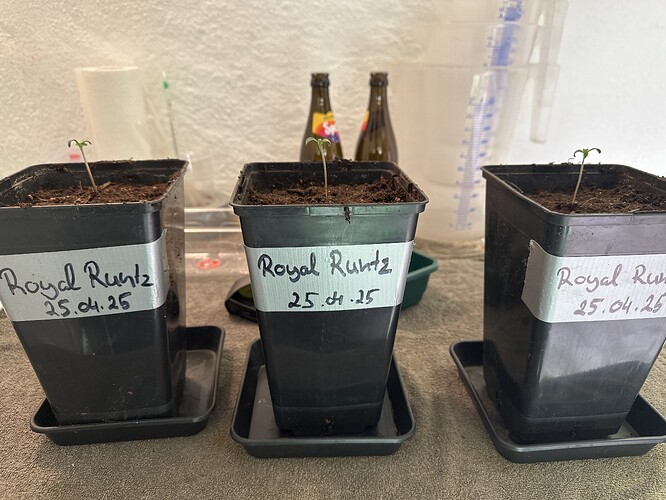 Growreport Bild 1