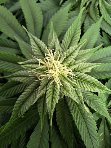 Growreport Bild 21