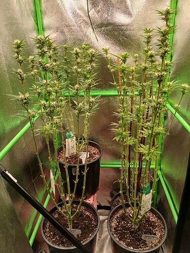 Growreport Bild 36