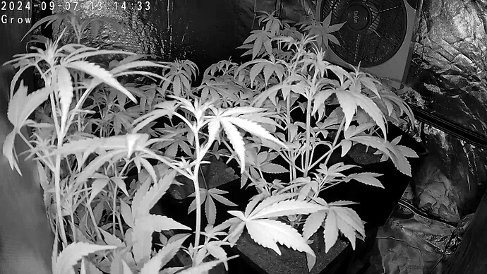 Cam_Grow-07.09.2024-1314302578