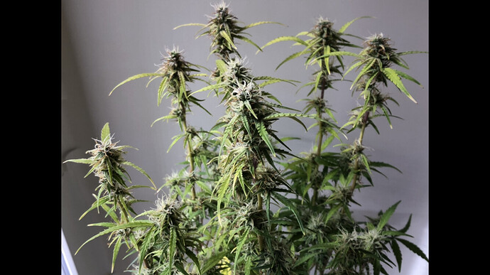 Growreport Bild 25