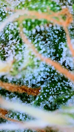Growreport Bild 7