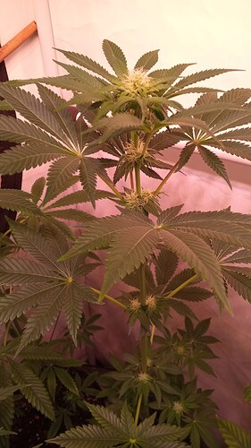 Growreport Bild 1