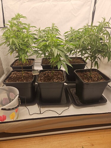 Growreport Bild 3
