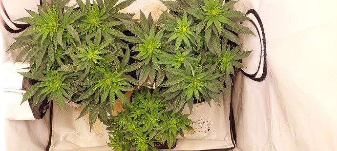 Growreport Bild 2