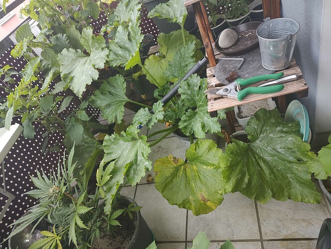 Growreport Bild 5