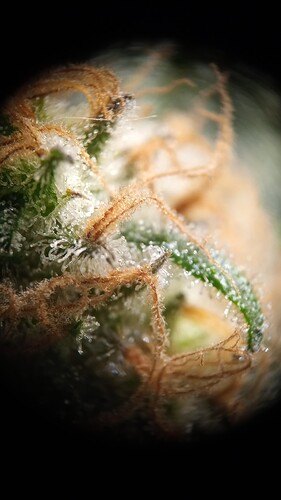 Growreport Bild 5