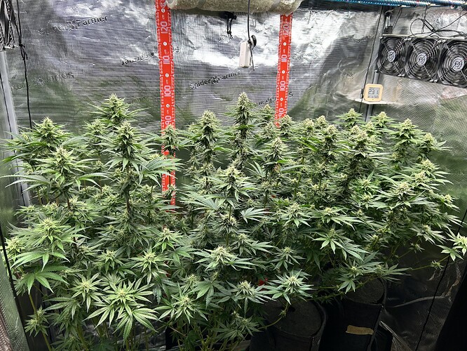 Mehrere Cannabis-Pflanzen in der Blütephase in einem Grow-Zelt mit Spider Farmer Reflektorfolie und Messskala.