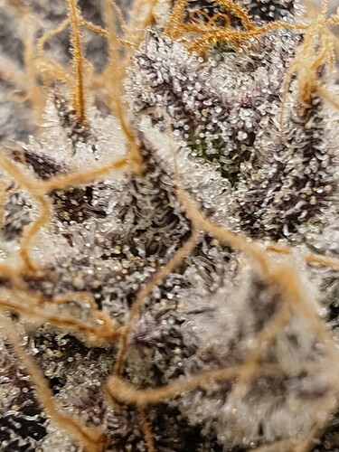 Growreport Bild 71