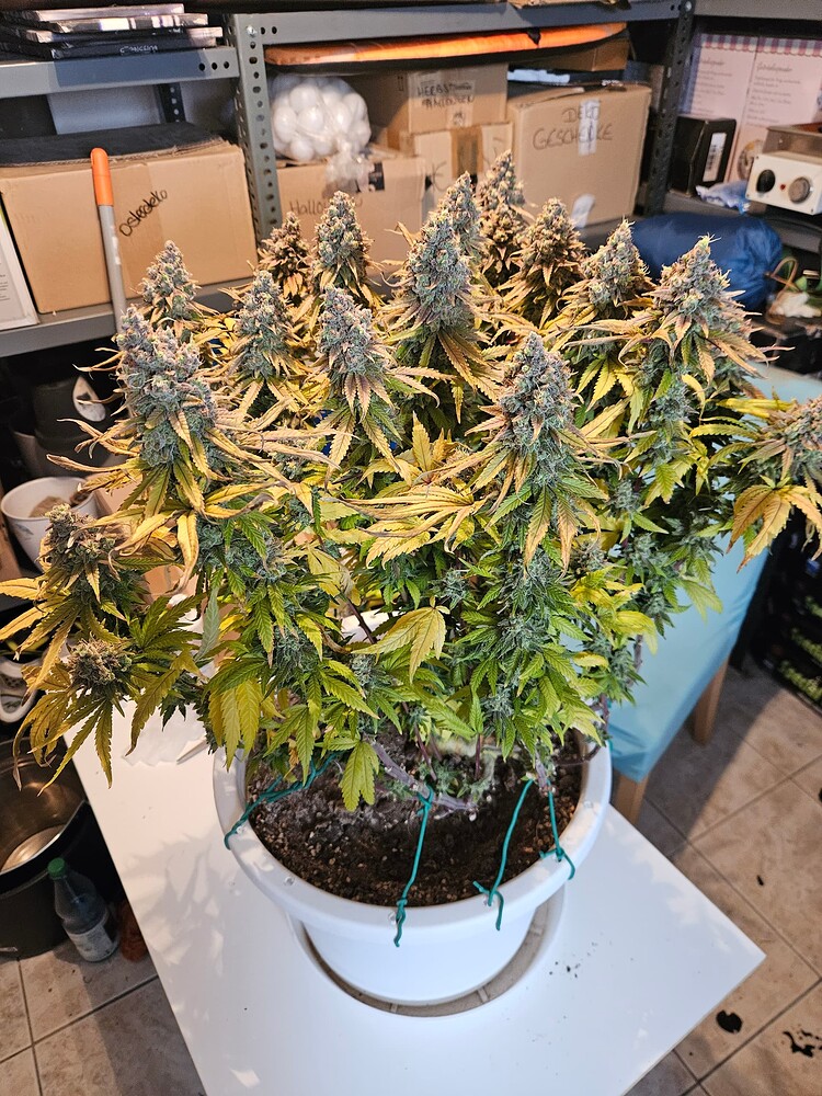 2. Grow, 3x gelato burger 1x strawberry cought fem im scrog 1m2 aka die highligen 4 Königinnen