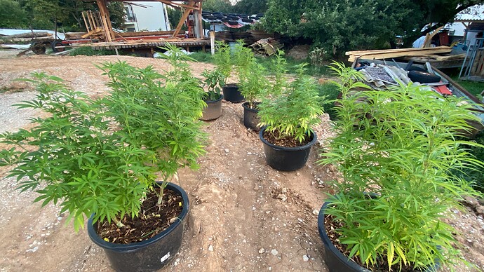Growreport Bild 1