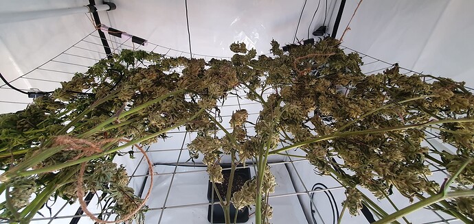 Growreport Bild 2