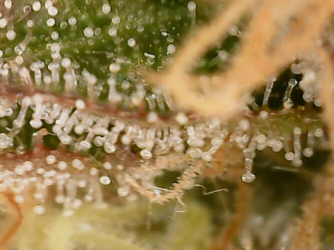 Growreport Bild 13