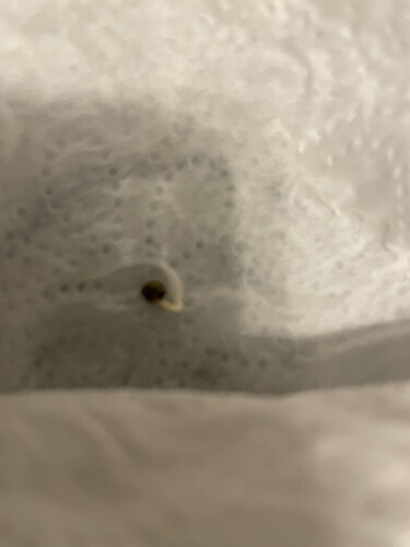 Samen keimt am nächsten Tag