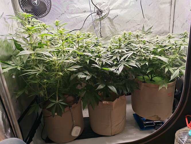 Growreport Bild 3