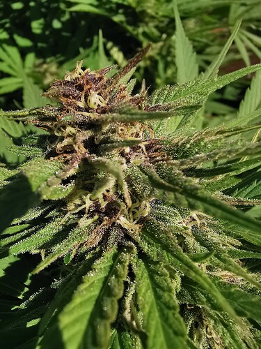 Growreport Bild 2