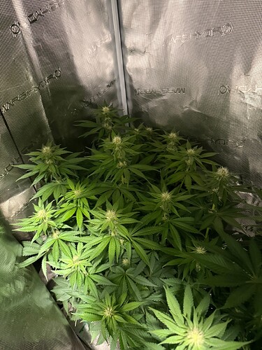 Growreport Bild 4