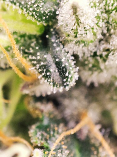 Growreport Bild 6