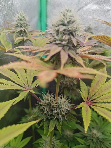 Growreport Bild 1