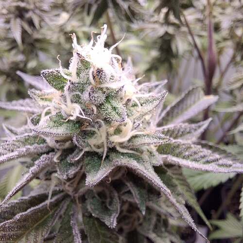 Growreport Bild 3