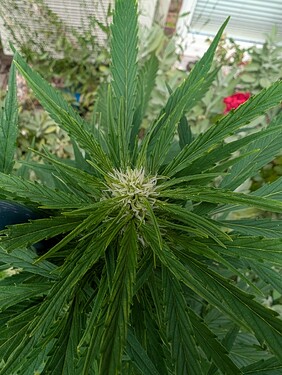 Growreport Bild 3