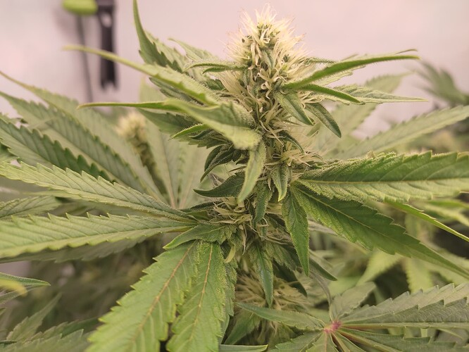 Growreport Bild 29