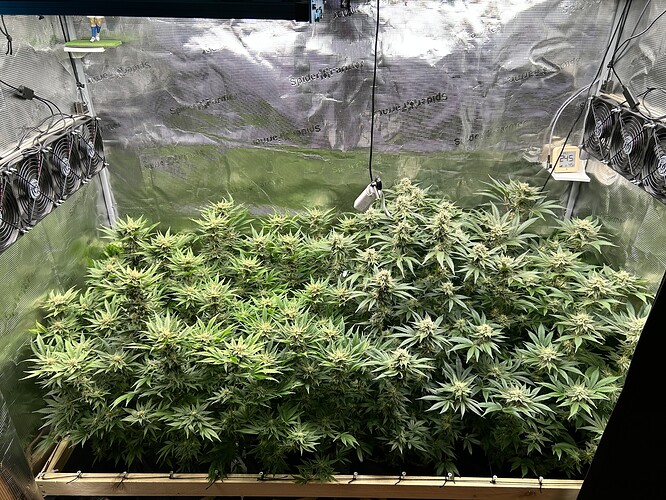 Eine Growbox mit vielen blühenden Cannabispflanzen, die dicht beieinander stehen. Mehrere Ventilatoren sind an der linken Wand montiert, und eine Wachstumslampe hängt von der Decke.