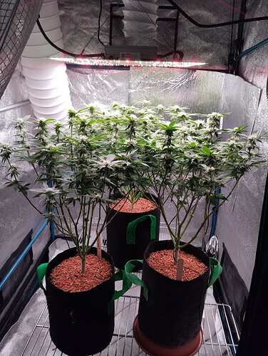 IMG_20250201_204846 - Kopie