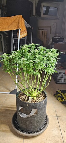 Growreport Bild 3