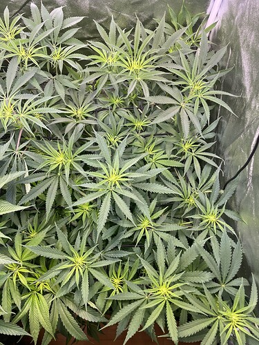 Growreport Bild 3