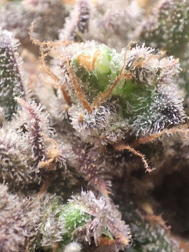 Growreport Bild 15