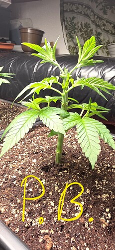 Growreport Bild 32